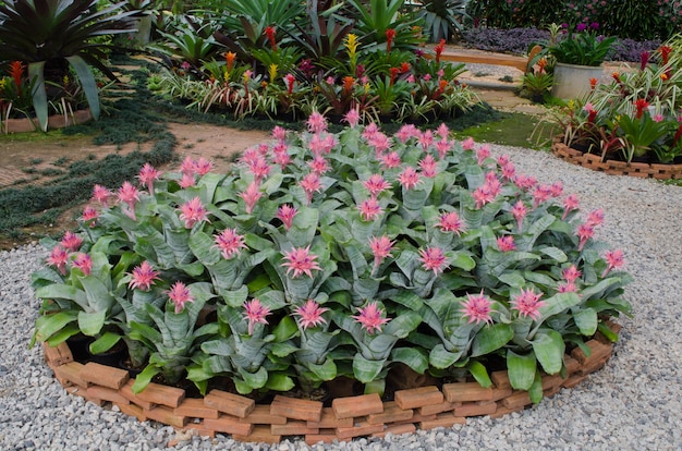 Broméliacée (Aechmea fasciata)