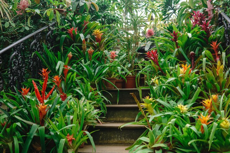 Photo des broméliades en fleurs dans des pots sur les marches d'un escalier vintage parmi les plantes tropicales d'une vieille serre