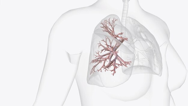 Les bronches sont les deux grands tubes qui transportent l'air de votre trachée vers vos poumons.
