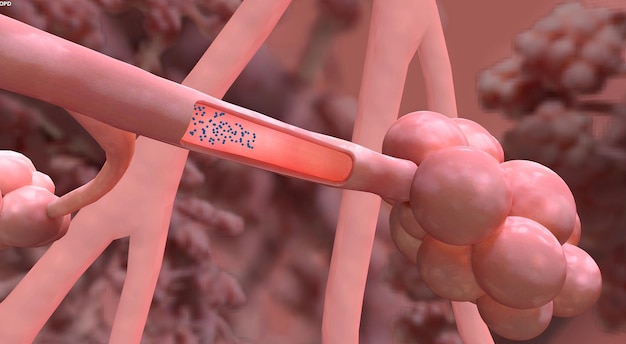 Bronchioles et alvéoles dans les poumons