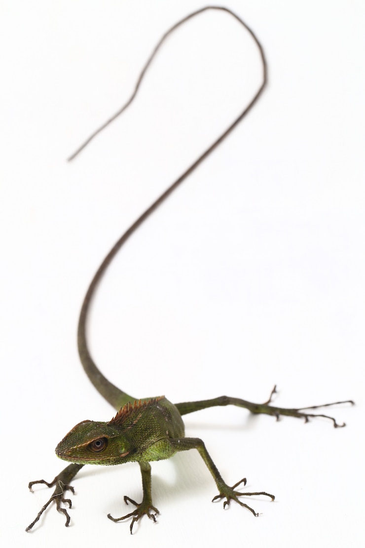 Photo bronchocela jubata lézard de la forêt isolé sur blanc