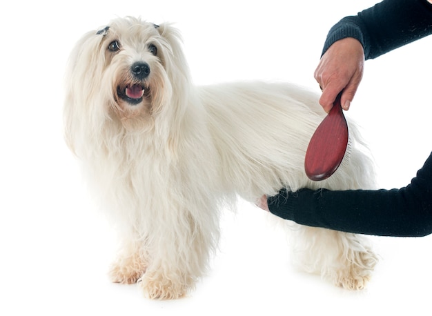 brossage coton de tulear