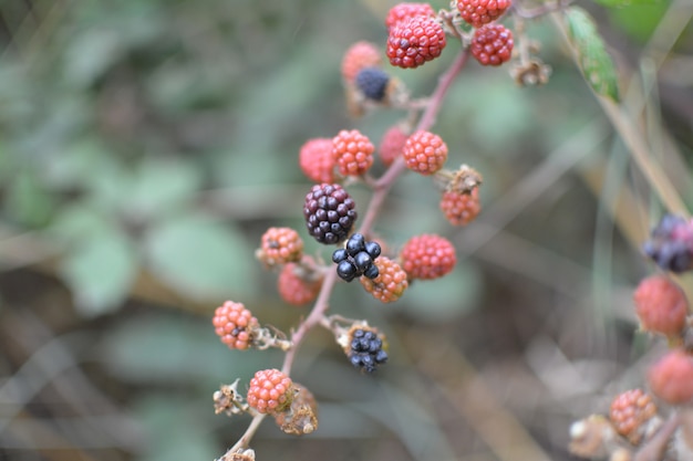 BROSSE DE BLACKBERRY SAUVAGE AUX BAIES DE RIPE