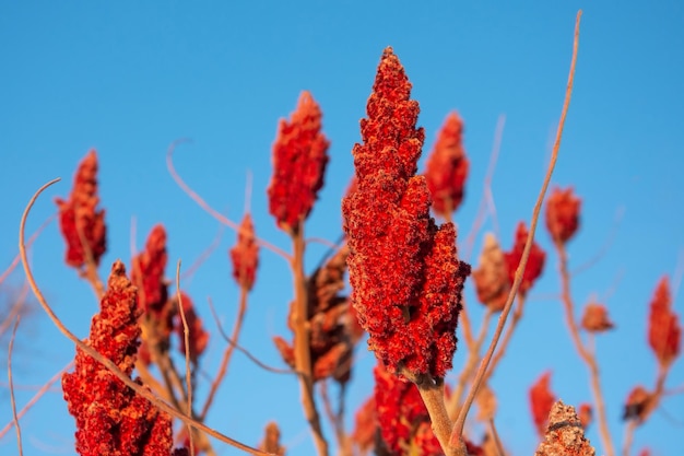 Brosse en bois rouge vif fruit d'un vinaigrier sumac contre le ciel bleu