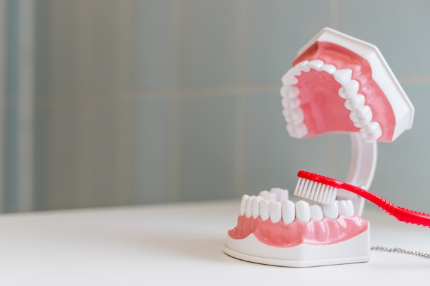 Brosse à dents et mâchoire. traitement d'hygiène complet et garder un sourire sain et blanc. conseils d'hygiène. Reste en bonne santé.