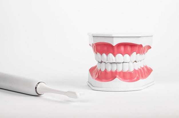 Brosse d'hygiène brosse à dents électrique pour la santé dentaire dents blanches de mâchoires artificielles