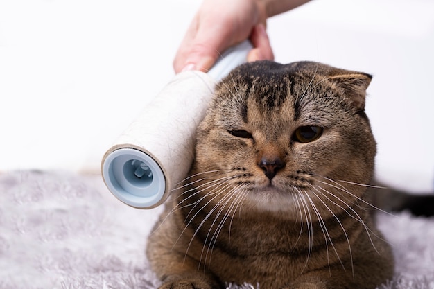 Brosser un chat brun avec un peigne à la maison