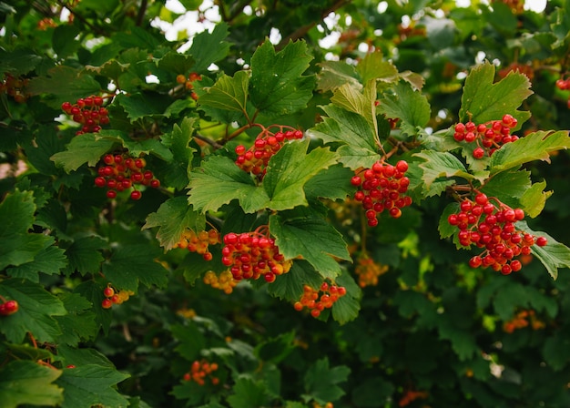 Photo des brosses de viorne rouges sont accrochées à une branche. un beau buisson vert dans le jardin.