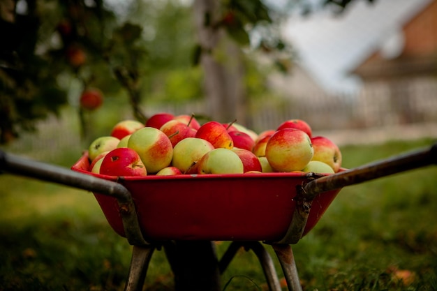 Brouette avec concept d'automne de pommes Pommes dans une brouette