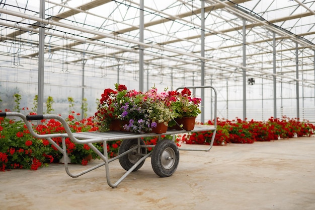 Brouette avec des fleurs dans une serre