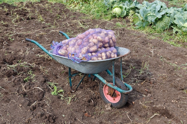 Brouette de jardin debout avec des sacs de pommes de terre dans la récolte de pommes de terre sur le terrain