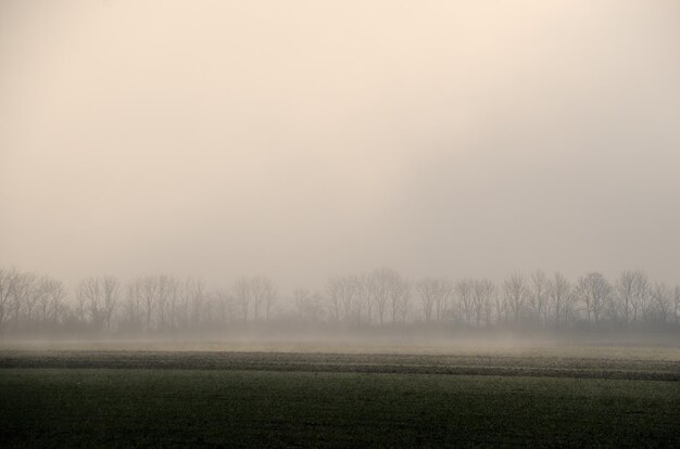 Brouillard et arbres au champ