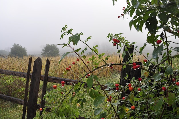 Brouillard d&#39;automne