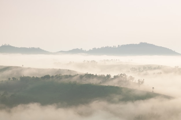 Brouillard couvert de montagnes et de la forêt le matin.