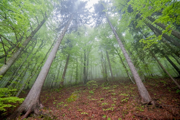 Brouillard dans les bois