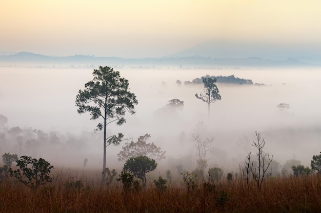 Brouillard dans la forêt au parc national de Thung Salang Luang PhetchabunThailand