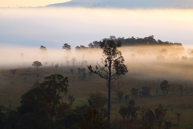 Brouillard dans la forêt au parc national de Thung Salang Luang PhetchabunThailand