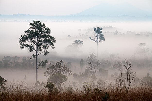 Brouillard dans la forêt au parc national de Thung Salang Luang PhetchabunThailand