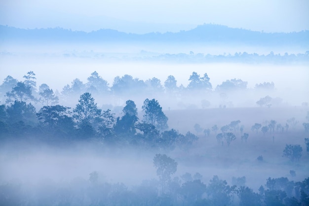 Brouillard dans la forêt au parc national de Thung Salang Luang PhetchabunTung argot luang