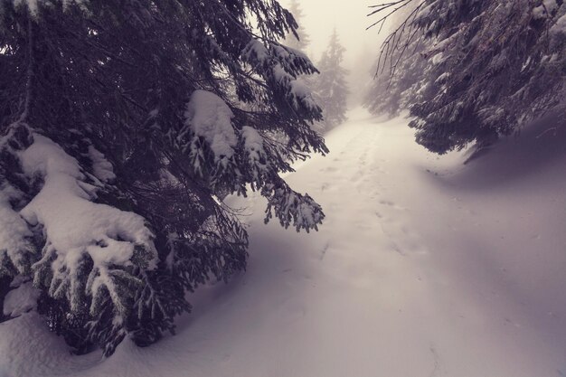 Brouillard dans la forêt d'hiver