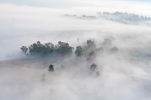 Brouillard dans la forêt à Khao Takhian Ngo View Point Khaokho PhetchabunThailand