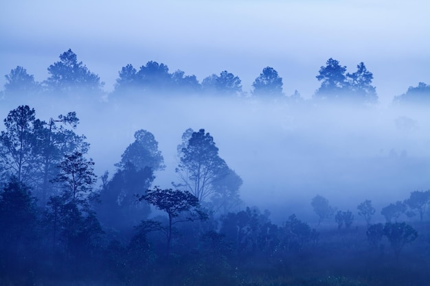 Brouillard dans la forêt à Khaokho PhetchabunThailand