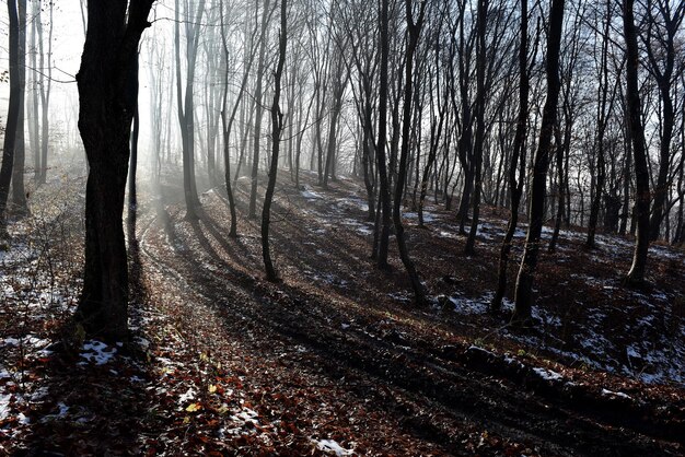 Le brouillard dans la forêt