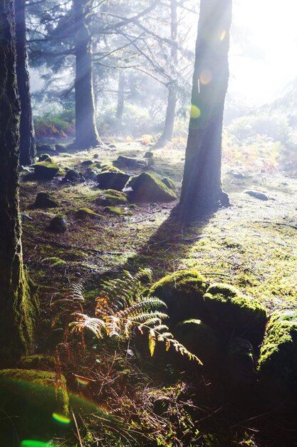 Brouillard dans la Forêt