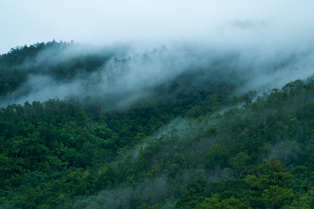 Brouillard dans la forêt