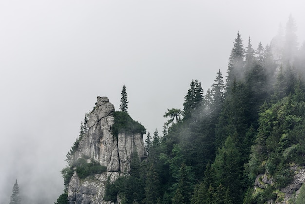 Brouillard dans les montagnes Surplombant les falaises avec un arbre.