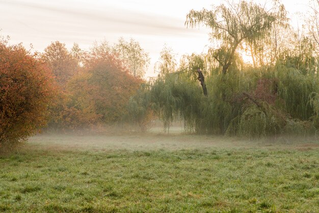 Photo brouillard dans le parc du matin. lever du soleil avec le brouillard dans la forêt. paysage de beauté