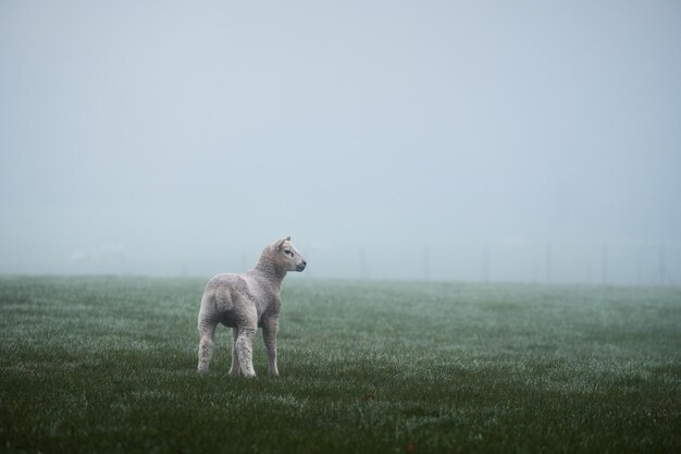 Photo brouillard dans une prairie pastorale rurale avec des agneaux dans les terres agricoles écossaises