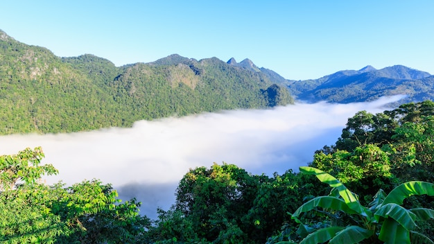 Brouillard dans la vallée de Chiang Rai en Thaïlande