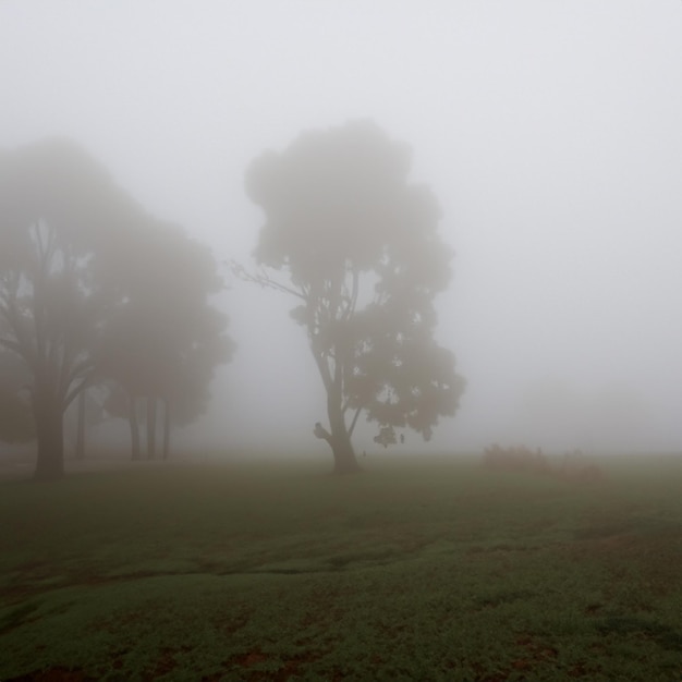 Brouillard dehors