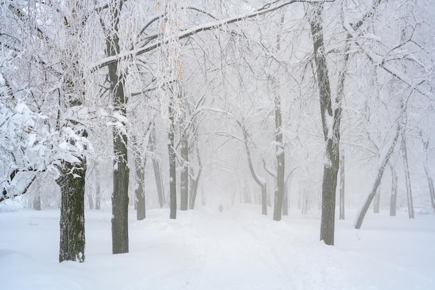 Le brouillard du matin dans la forêt et la neige blanche