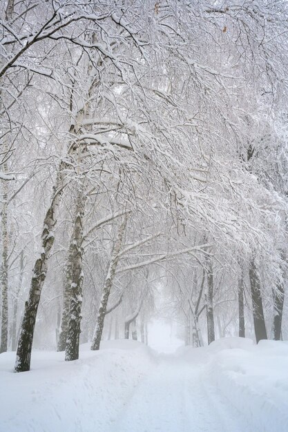 Le brouillard du matin dans la forêt et la neige blanche