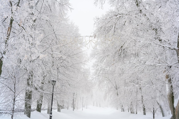 Le brouillard du matin dans la forêt et la neige blanche