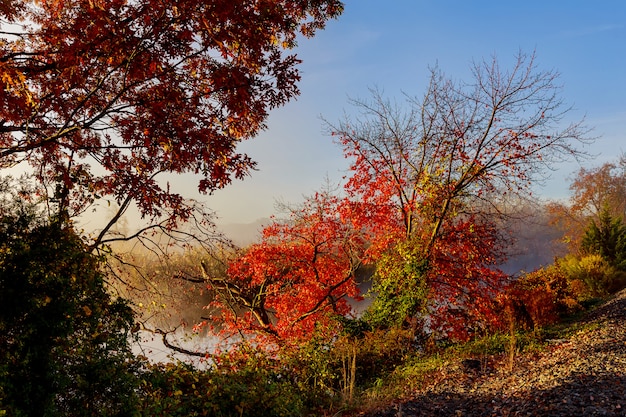 Brouillard du matin sur le lac automne