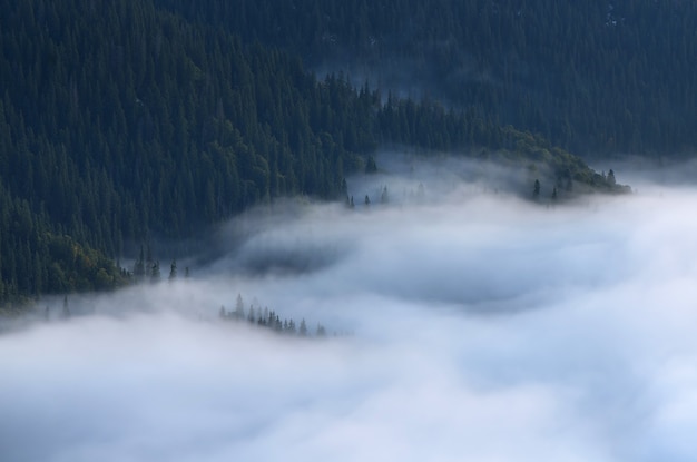 Brouillard du matin près de la forêt de montagne