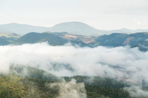 Brouillard sur la forêt.