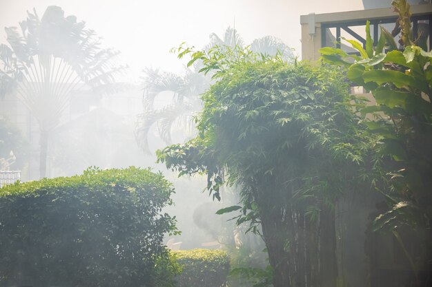 Brouillard de fumée dans les palmiers. Les rayons du soleil se frayent un chemin à travers les branches des palmiers dans le jardin tropical.