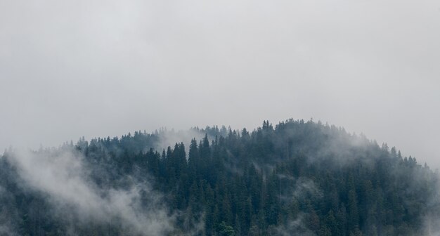 Brouillard le matin sur les montagnes. Forêt, nature.