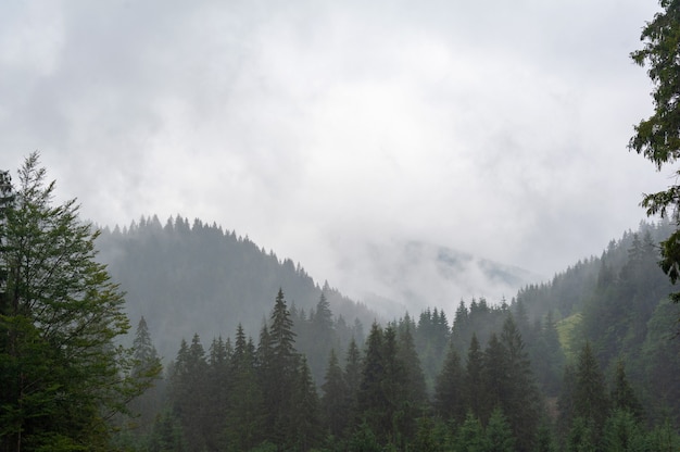 Brouillard le matin sur les montagnes. Forêt, nature.