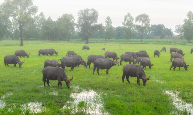 Photo brouillard le matin avec les troupeaux de buffles dans la thaïlande rurale du pays