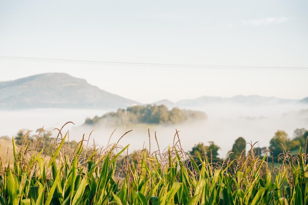 Brouillard matinal dans les montagnes des Pyrénées. photo de haute qualité