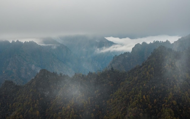 Brouillard matinal frais sur les pentes de la montagne forestière