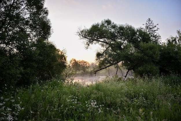 Brouillard matinal sur un lac dans la forêt, forêt matinale verte avec brouillard