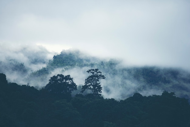 Brouillard sur la montagne dans la forêt tropicale de la Thaïlande.