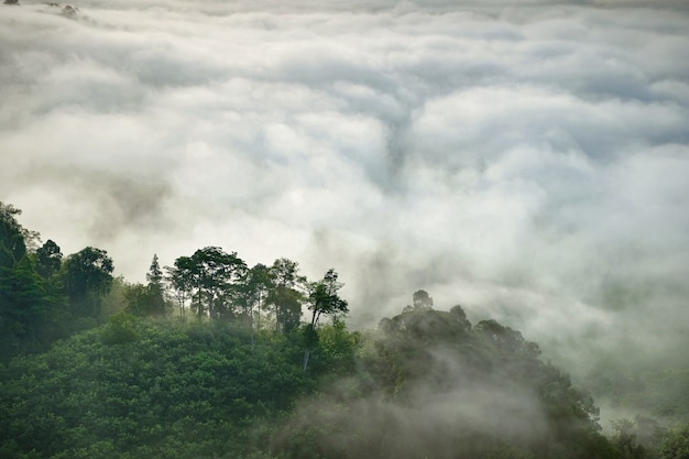 Brouillard montagne