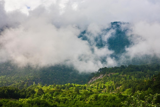 Brouillard sur la montagne